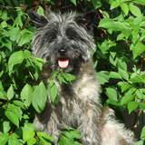 Rosie avatar