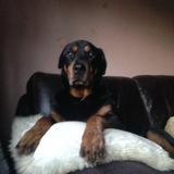 Rocco avatar