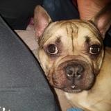 Max avatar