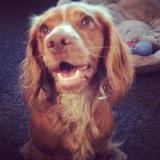 Darcy avatar