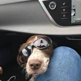 Leeloo avatar