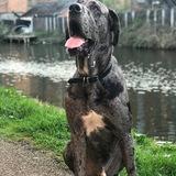 Merle avatar