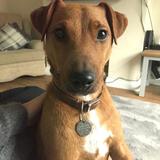 Ziggy avatar