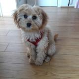 Stella avatar
