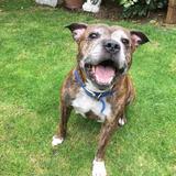 Alfie avatar