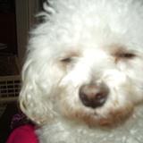 Pippin avatar