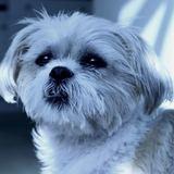 Maisey avatar