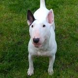 Snoopy avatar