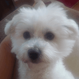 Alfie avatar
