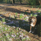Gino avatar