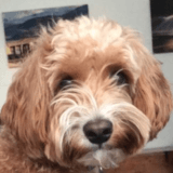 Teddy avatar