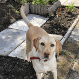 Holly avatar