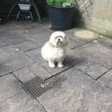 Bessie avatar