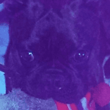 Moses avatar
