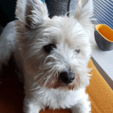 Murray avatar