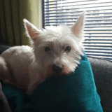 Rosie avatar