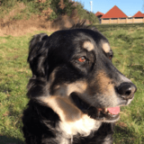 Molly avatar