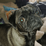 Pepper avatar