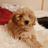 Diva avatar