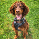 Leo avatar