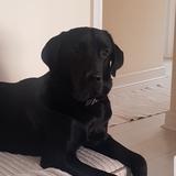 Buddy avatar