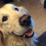 Bruno avatar