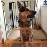 Loki avatar