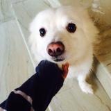 Puppy avatar