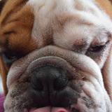 Bulbo avatar