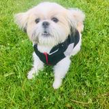 Bean avatar
