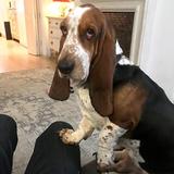 Rupert avatar