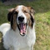 Ishka avatar