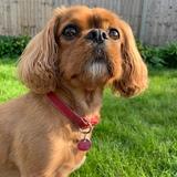 Bertie avatar