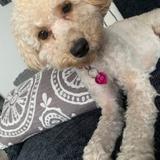 Fifi avatar