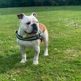 Ollie avatar