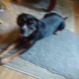 Murphy avatar