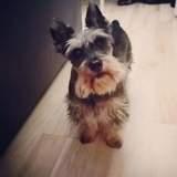 Rufo avatar