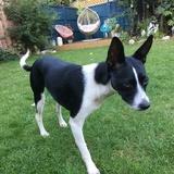Nala avatar