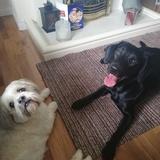 Bella and Bailey  avatar