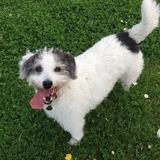 Dottie avatar