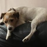 Alfie  avatar