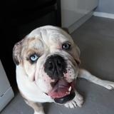 Bruce  avatar