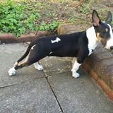 Oreo avatar