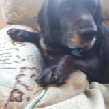 Buddy avatar