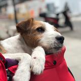 Bags avatar