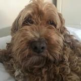 Alfie avatar