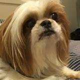Zoey avatar