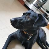 Stevie avatar