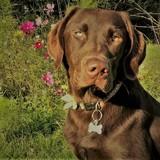 Brodie avatar