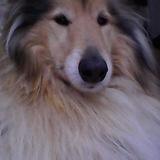 sammie avatar